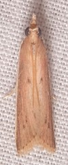 Peoria roseotinctella