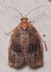 Archips infumatana