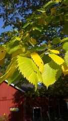 Ulmus laevis