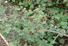 Abutilon indicum
