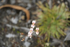 Stylidium caespitosum