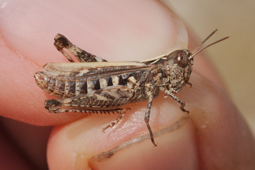 Rock Grasshopper