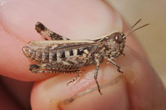 Omocestus petraeus