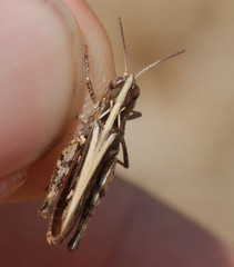 Omocestus petraeus