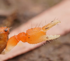 Engaeus hemicirratulus