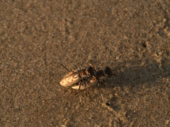 Hypaetha upsilon albicans