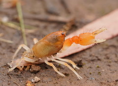 Engaeus hemicirratulus