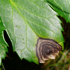 Microsphaeropsis hellebori