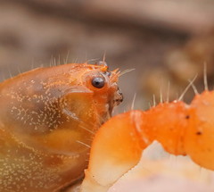 Engaeus hemicirratulus