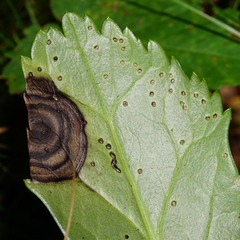 Microsphaeropsis hellebori