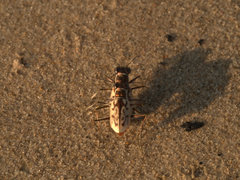 Hypaetha upsilon albicans