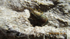 Euoniticellus fulvus