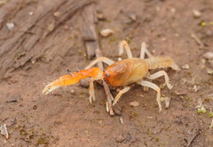 Engaeus hemicirratulus