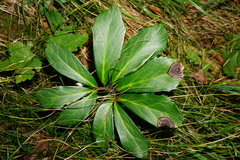 Microsphaeropsis hellebori