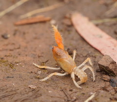 Engaeus hemicirratulus