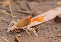 Engaeus hemicirratulus