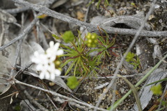 Stylidium guttatum