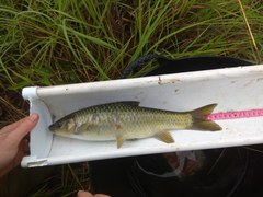 Labeobarbus natalensis