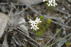 Stylidium guttatum