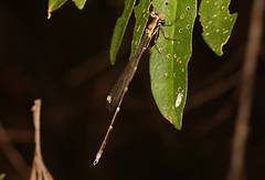 Episynlestes albicaudus