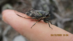 Physeema quadricincta