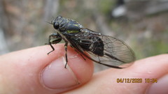 Physeema quadricincta