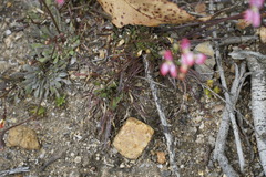Stylidium caespitosum