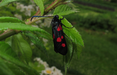Zygaena viciae