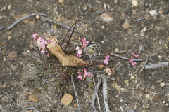 Stylidium caespitosum