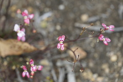 Stylidium caespitosum