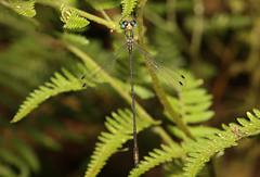 Synlestes selysi