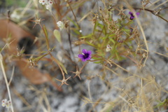 Monopsis debilis