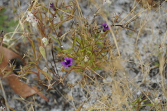 Monopsis debilis