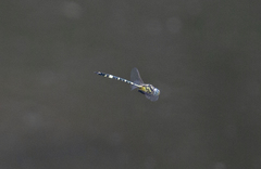 Hemicordulia superba