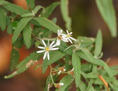 Olearia phlogopappa