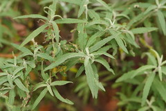Olearia phlogopappa