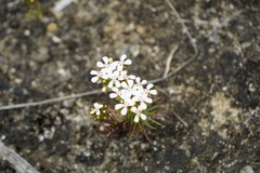 Stylidium guttatum