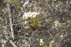Stylidium guttatum