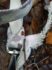 Coccinella septempunctata