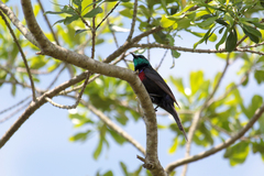 Cinnyris erythrocercus