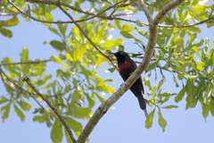 Cinnyris erythrocercus