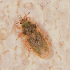 Parapiesma cinereum