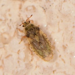 Parapiesma cinereum