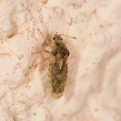 Parapiesma cinereum