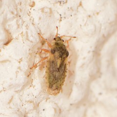 Parapiesma cinereum