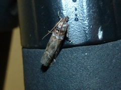 Acrobasis legatea