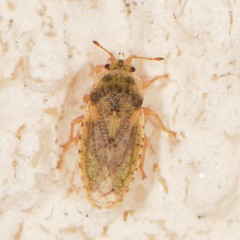 Parapiesma cinereum