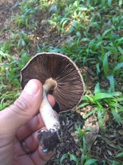 Agaricus semotus