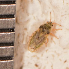 Parapiesma cinereum