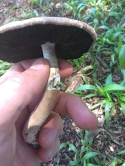 Agaricus semotus